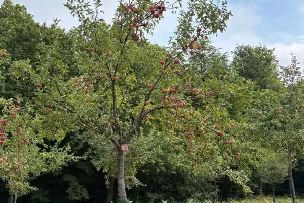 jovsi-natura-kozje-1491F37B36-C088-9B38-B95C-79EC8F4BA9AF.webp